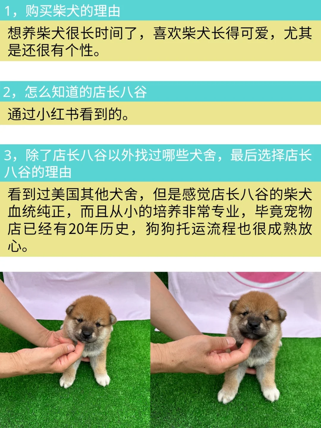 東京赤柴犬六一落户西雅图～