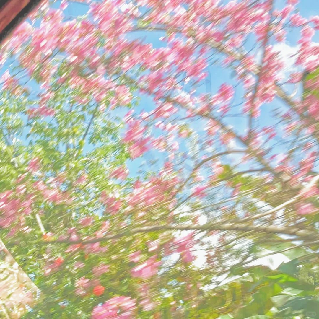 梨落江南岸背景图