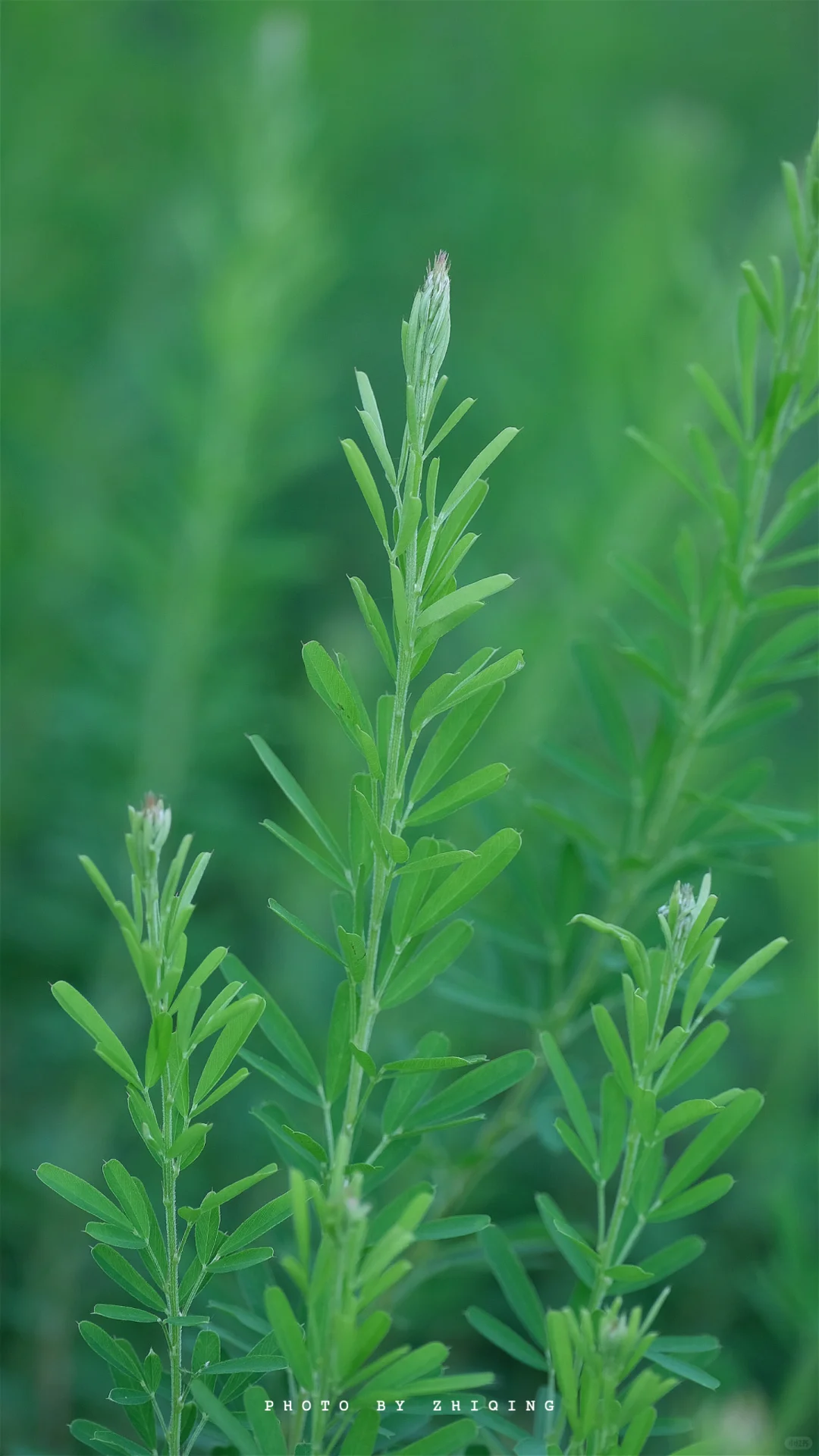 五月-植物（截叶铁扫帚）