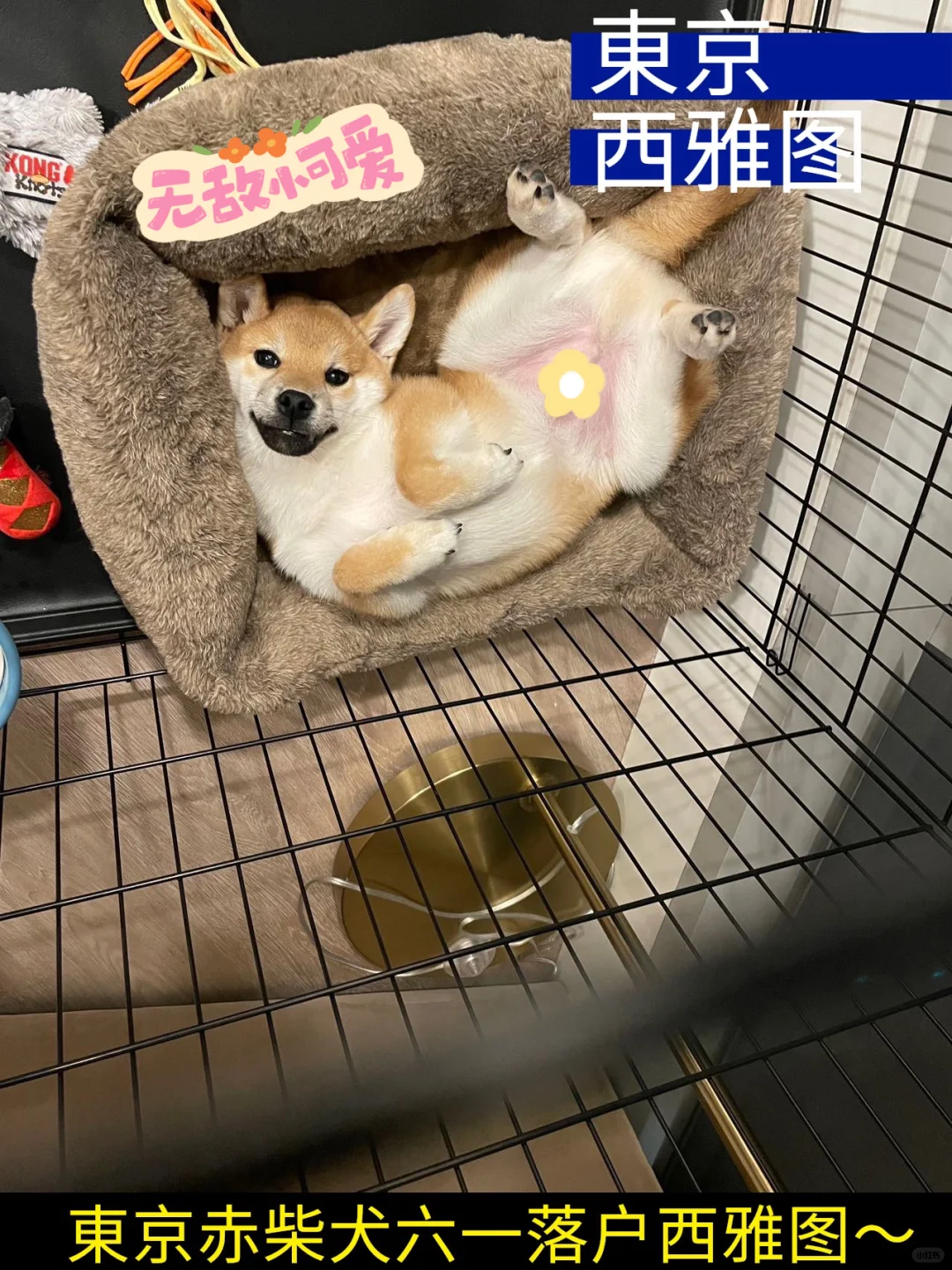 東京赤柴犬六一落户西雅图～