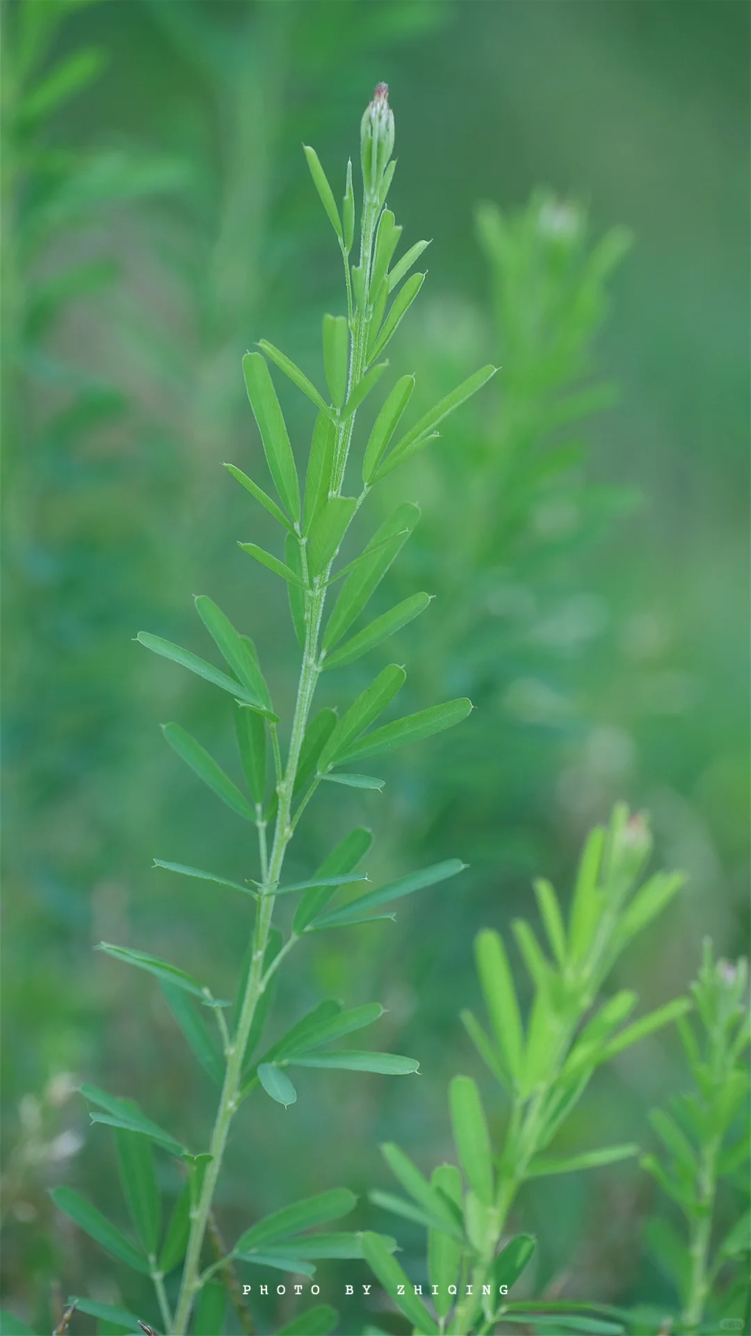 五月-植物（截叶铁扫帚）