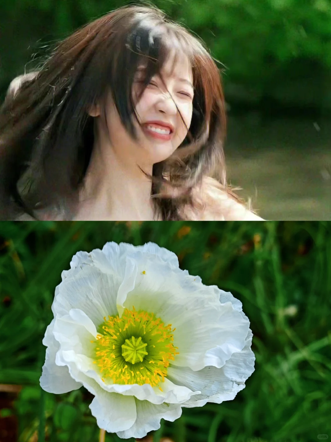 上了年纪爱拍些花草~虞美人让我想起虞书欣
