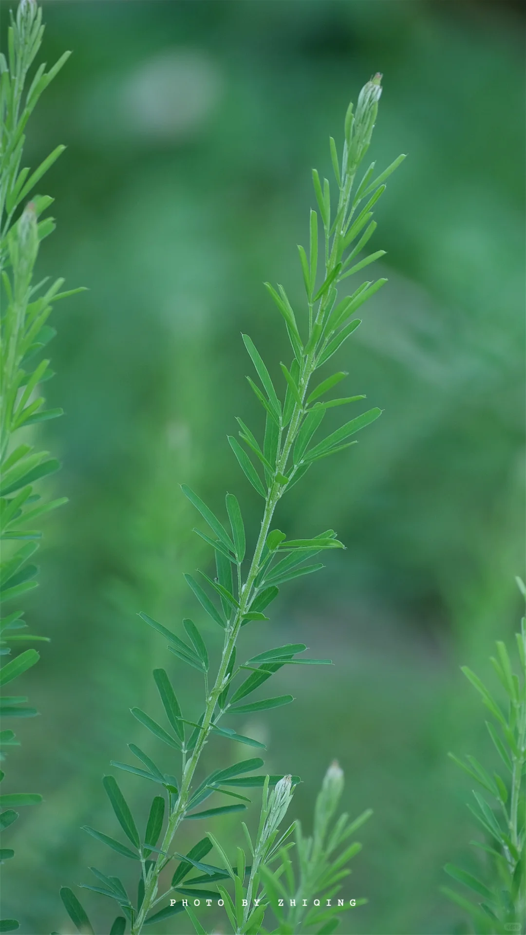 五月-植物（截叶铁扫帚）