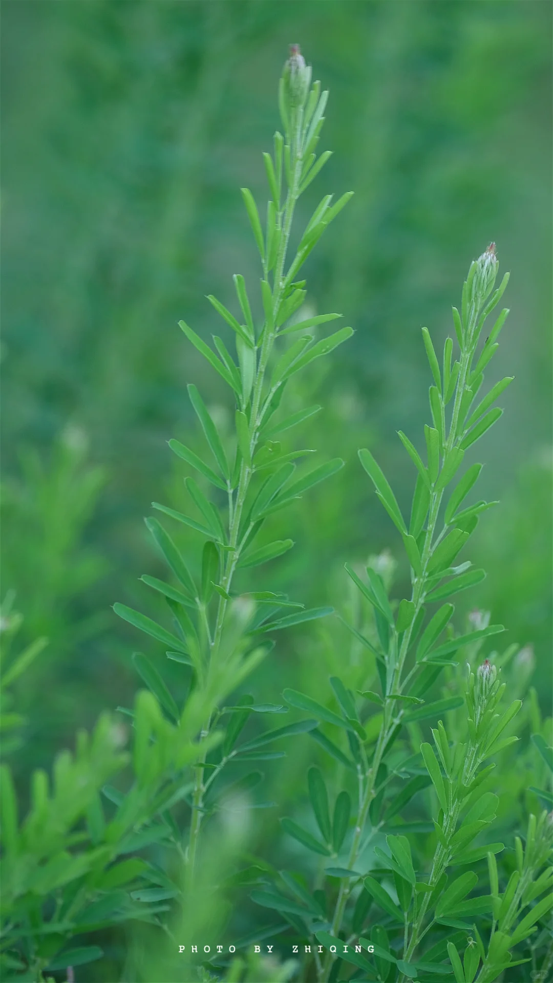五月-植物（截叶铁扫帚）