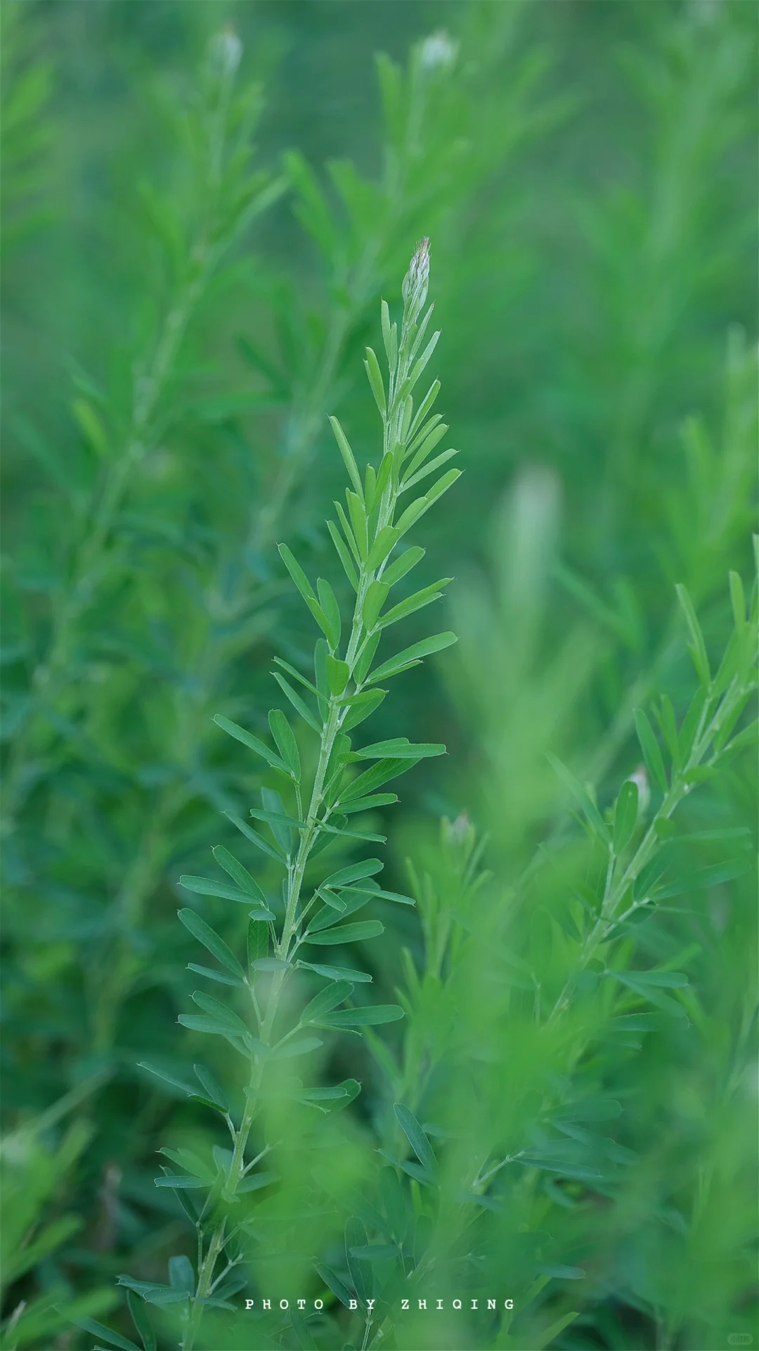 五月-植物（截叶铁扫帚）