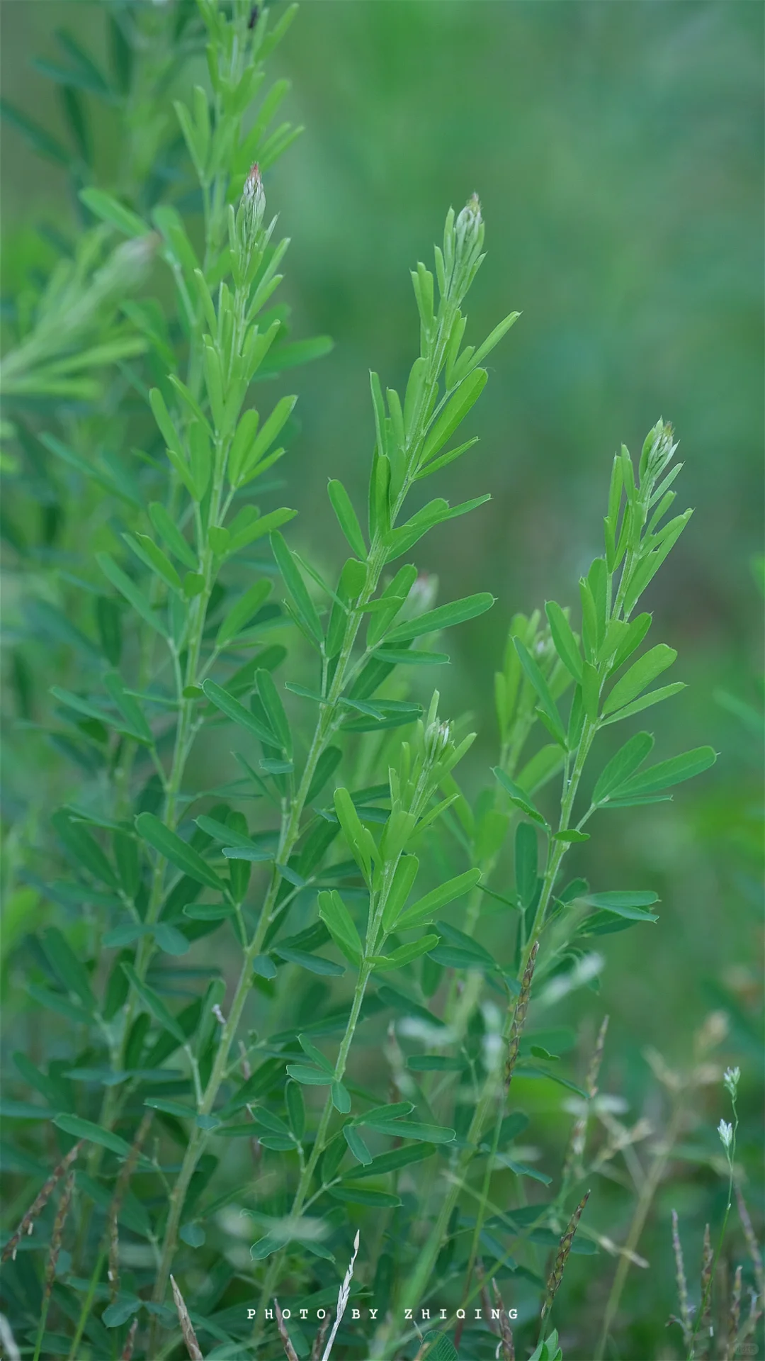 五月-植物（截叶铁扫帚）