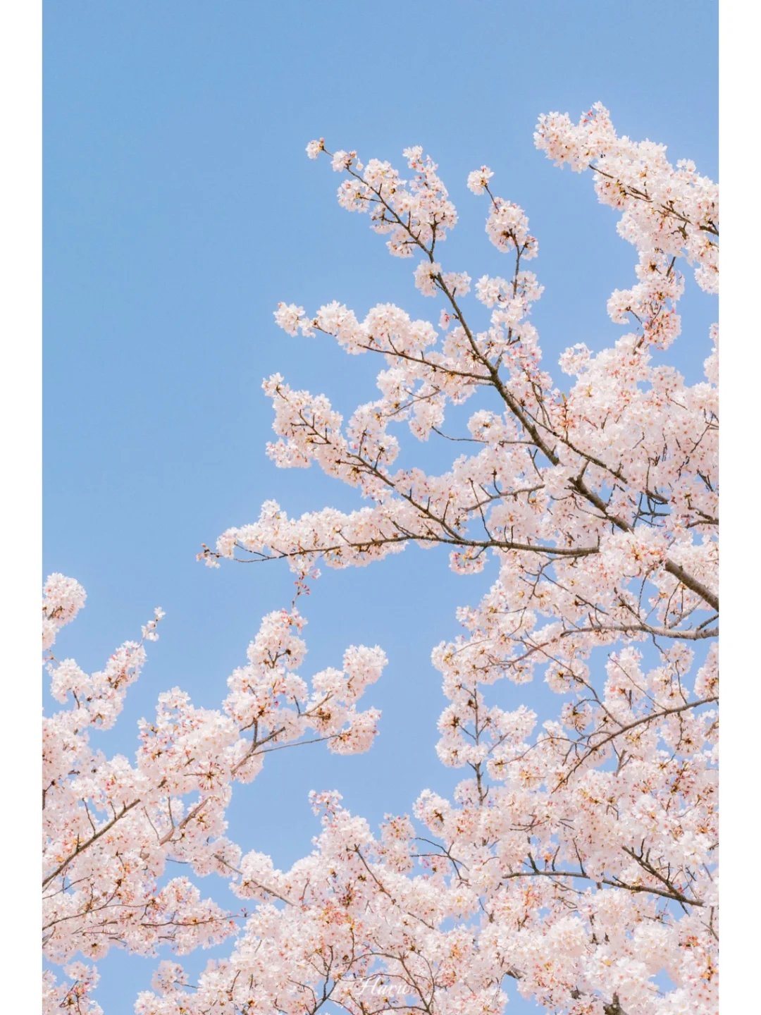 日本🌸｜春日梦幻樱花