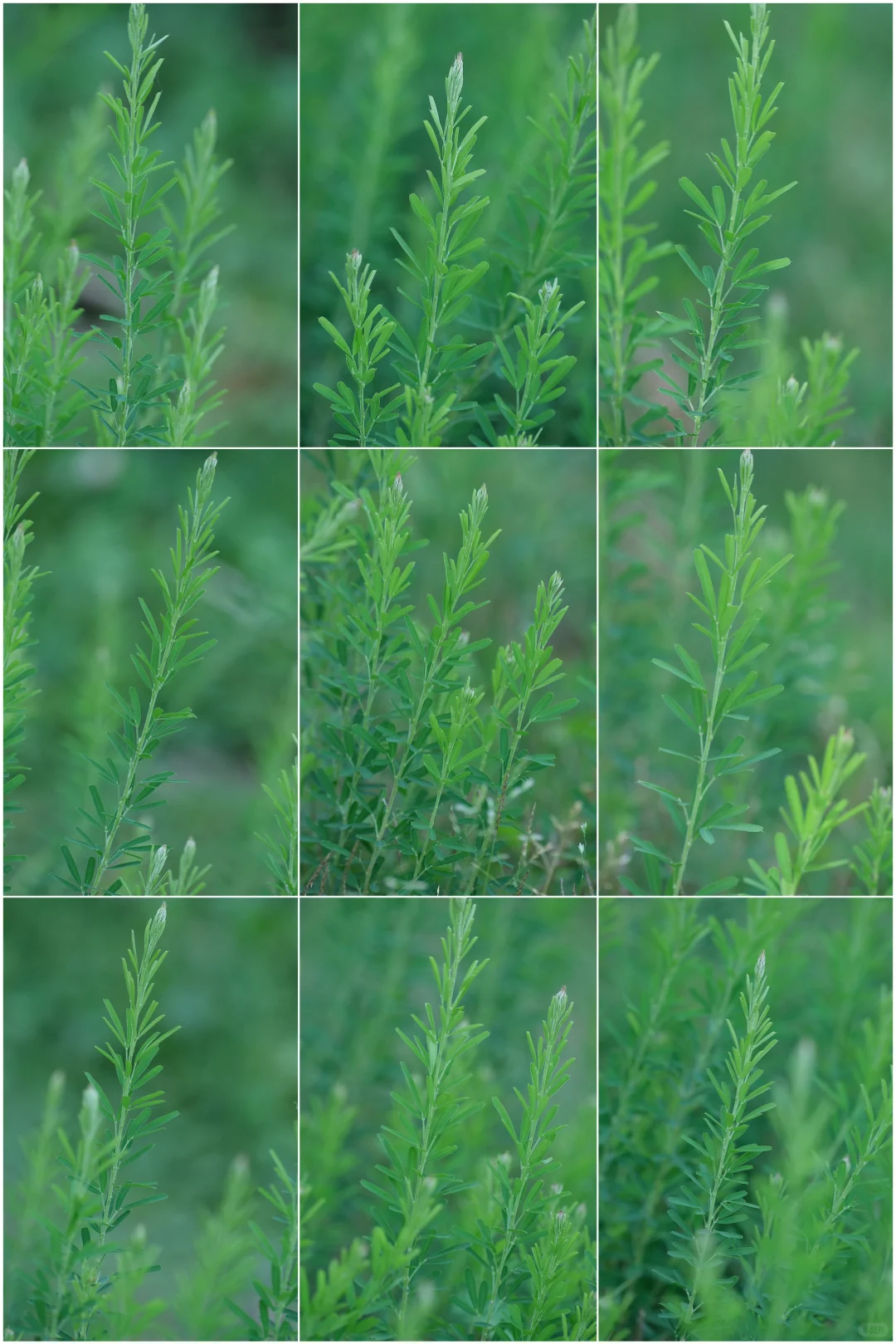 五月-植物（截叶铁扫帚）