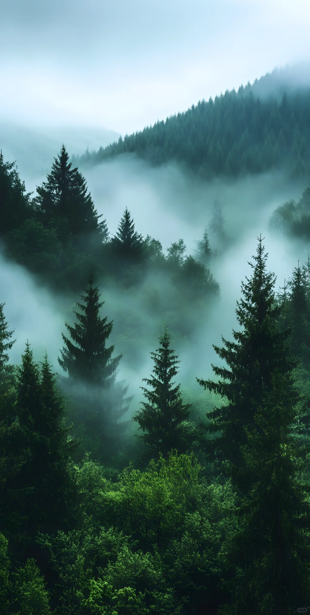 手机壁纸｜🌲寻找内心的一片宁静🌲