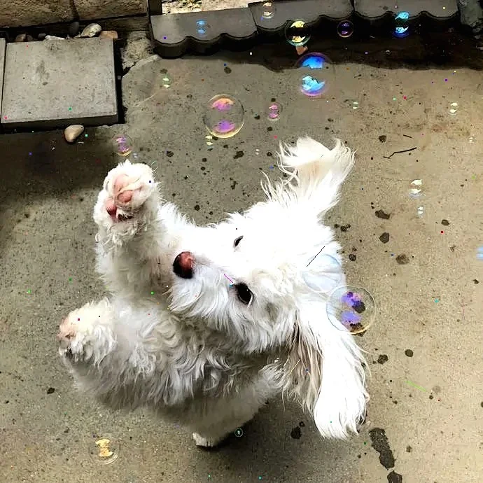 超萌狗狗拯救世界