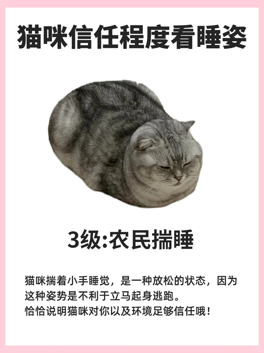 6种睡姿，看猫咪对你的信任程度有多少
