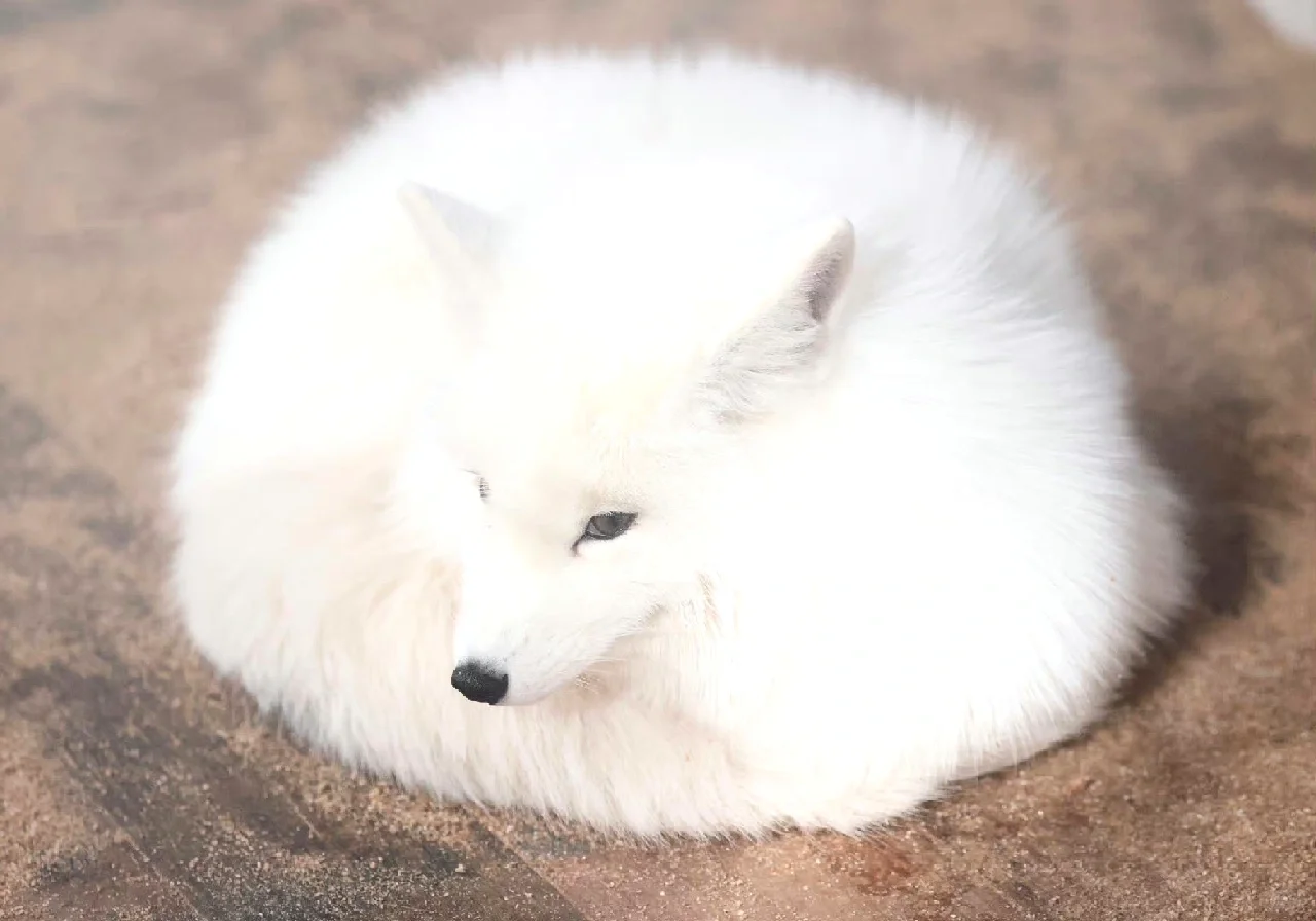 狐狐妩媚动人