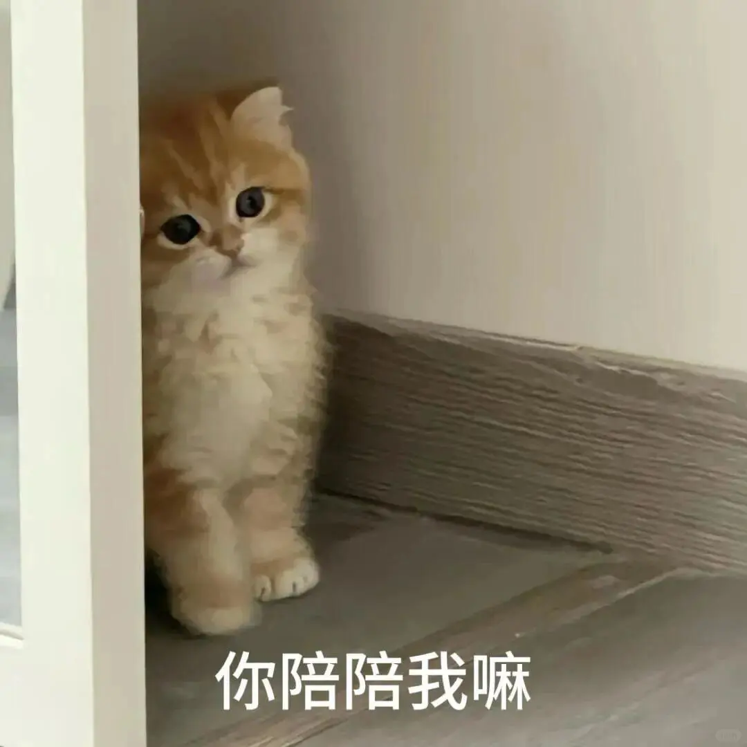 超可爱的猫猫表情包又来啦～