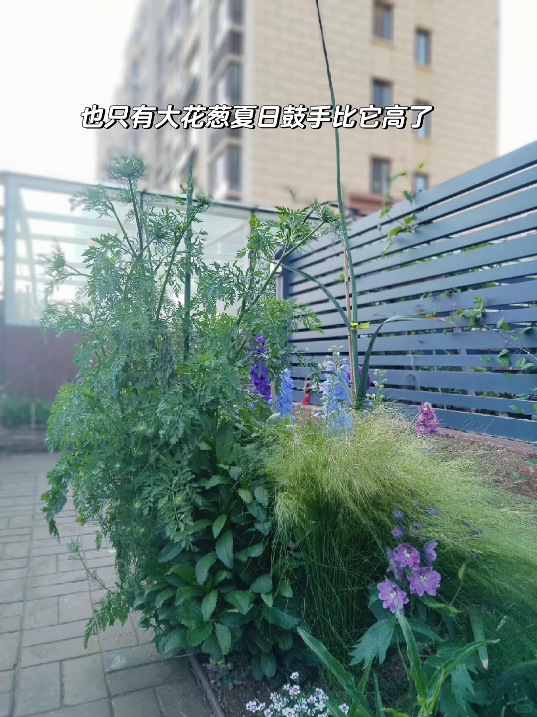 拔了十几颗蕾丝花