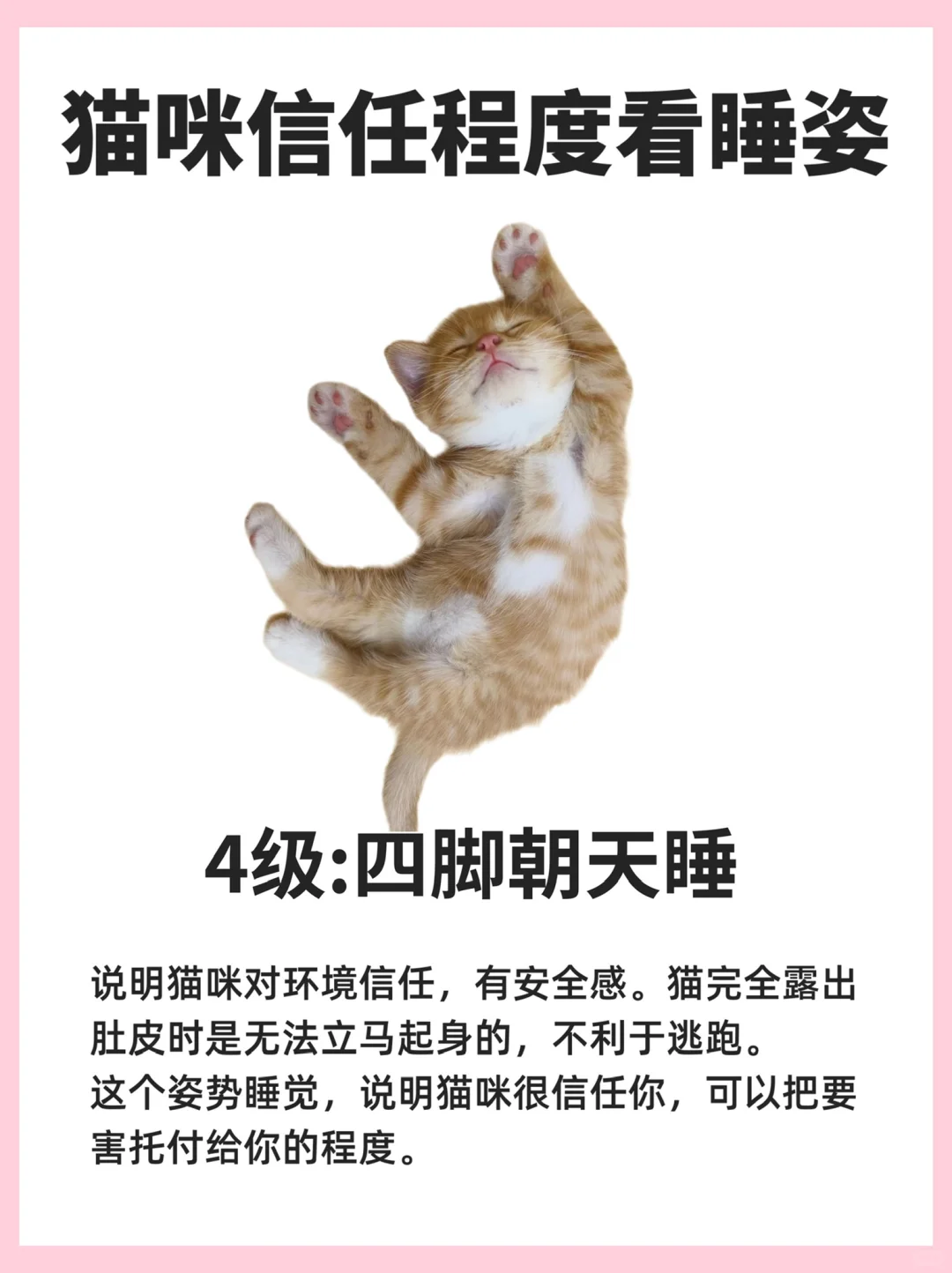 6种睡姿，看猫咪对你的信任程度有多少