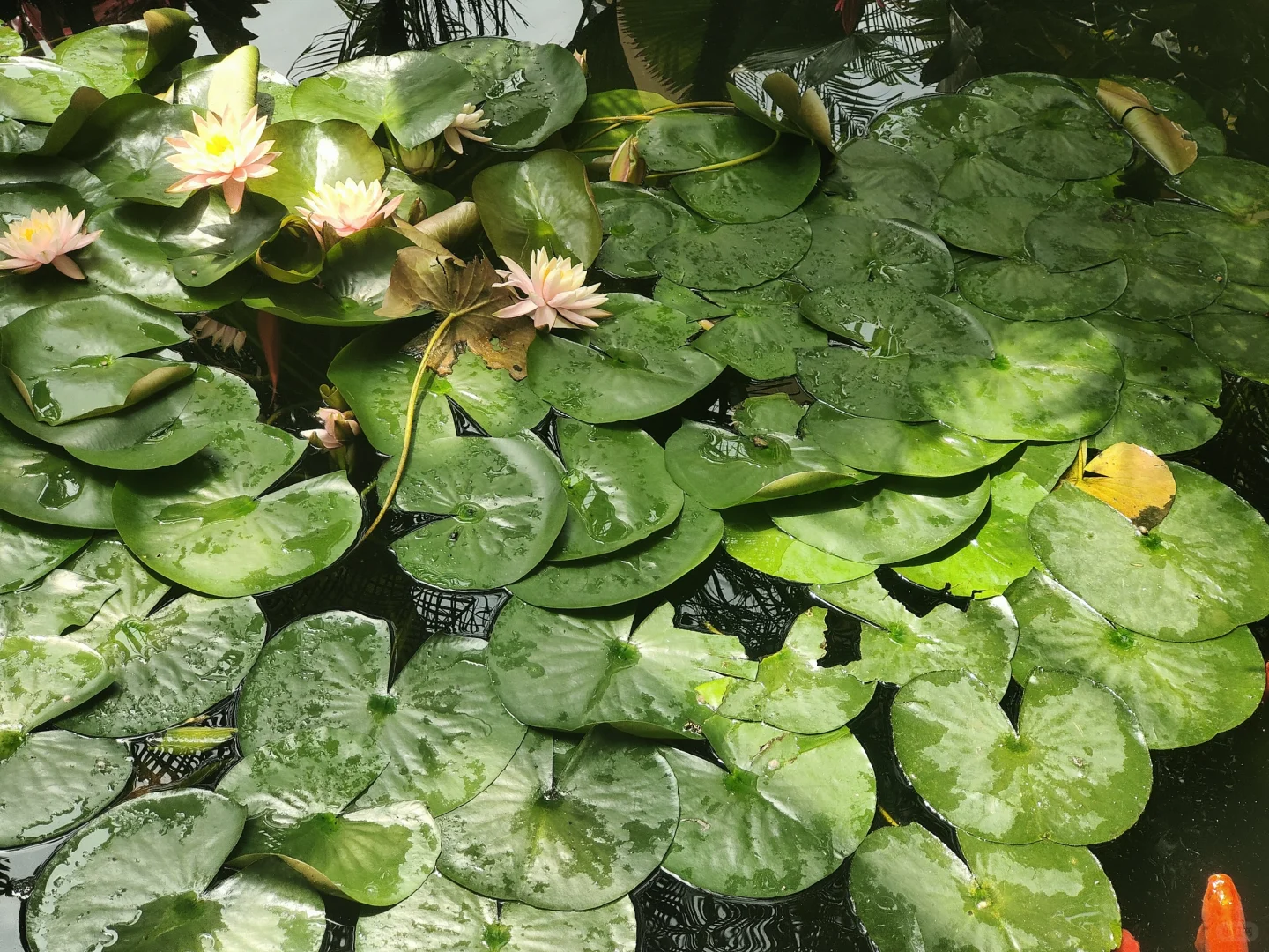 彼岸花🌸