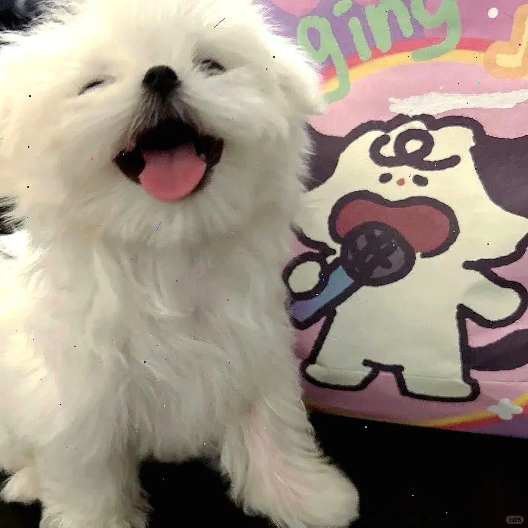 超萌狗狗拯救世界