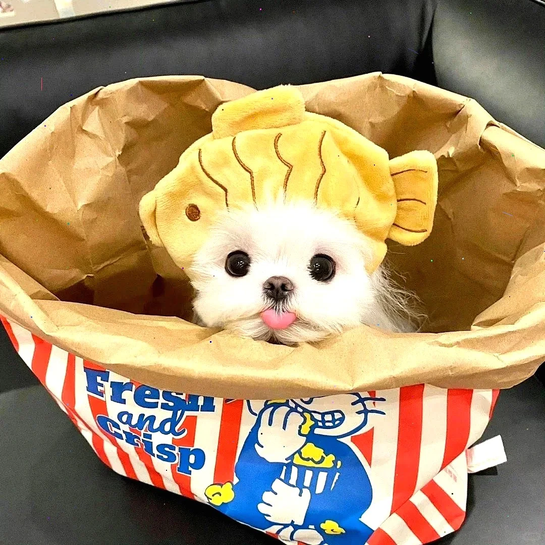 超萌狗狗拯救世界