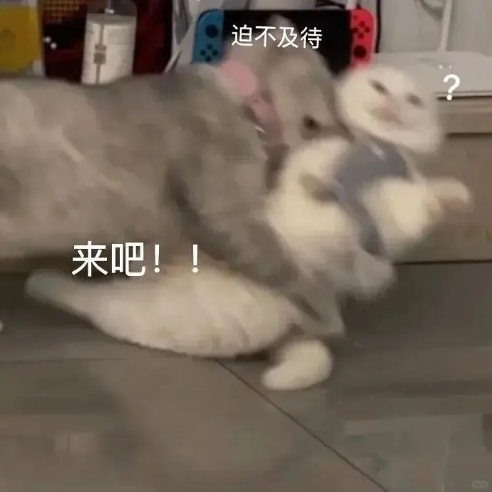 超可爱的猫猫表情包又来啦～