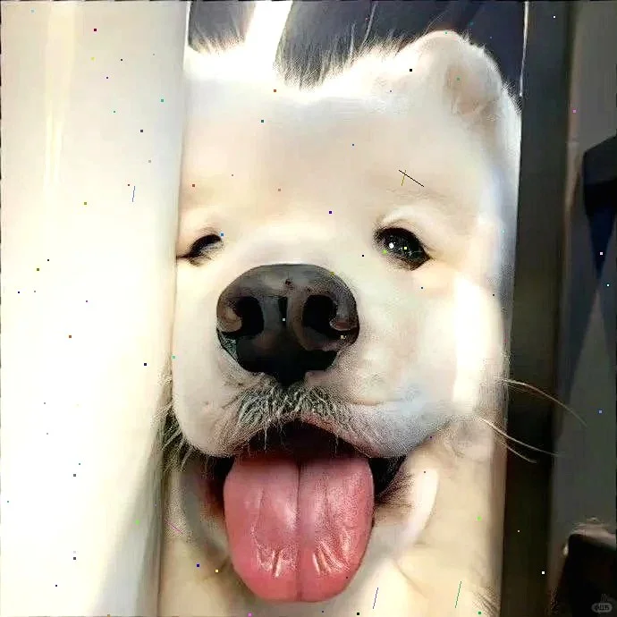 超萌狗狗拯救世界