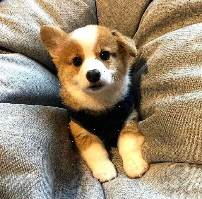 超萌狗狗拯救世界