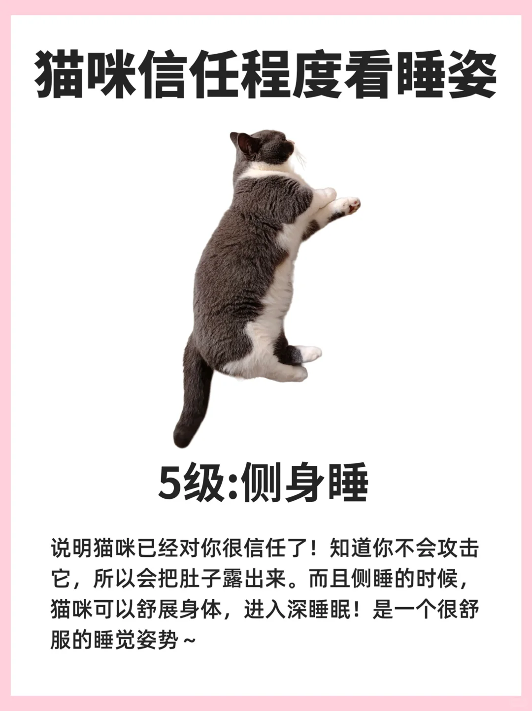 6种睡姿，看猫咪对你的信任程度有多少