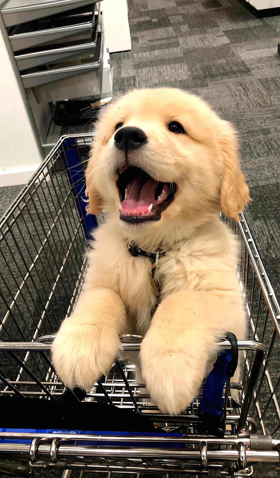超萌狗狗拯救世界