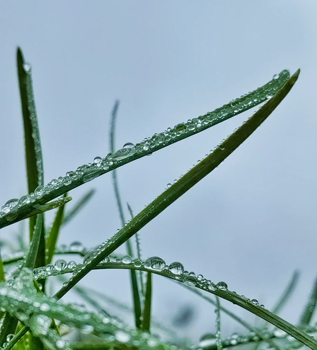 雨露的灵性之美