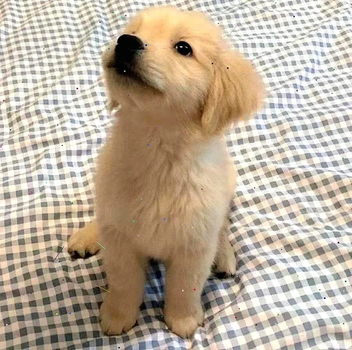 超萌狗狗拯救世界
