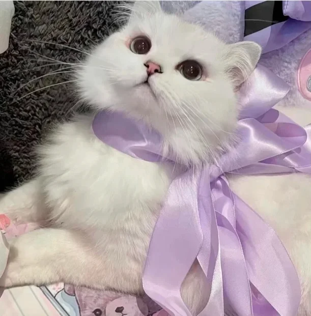 可爱呆萌的表情包🥰😘