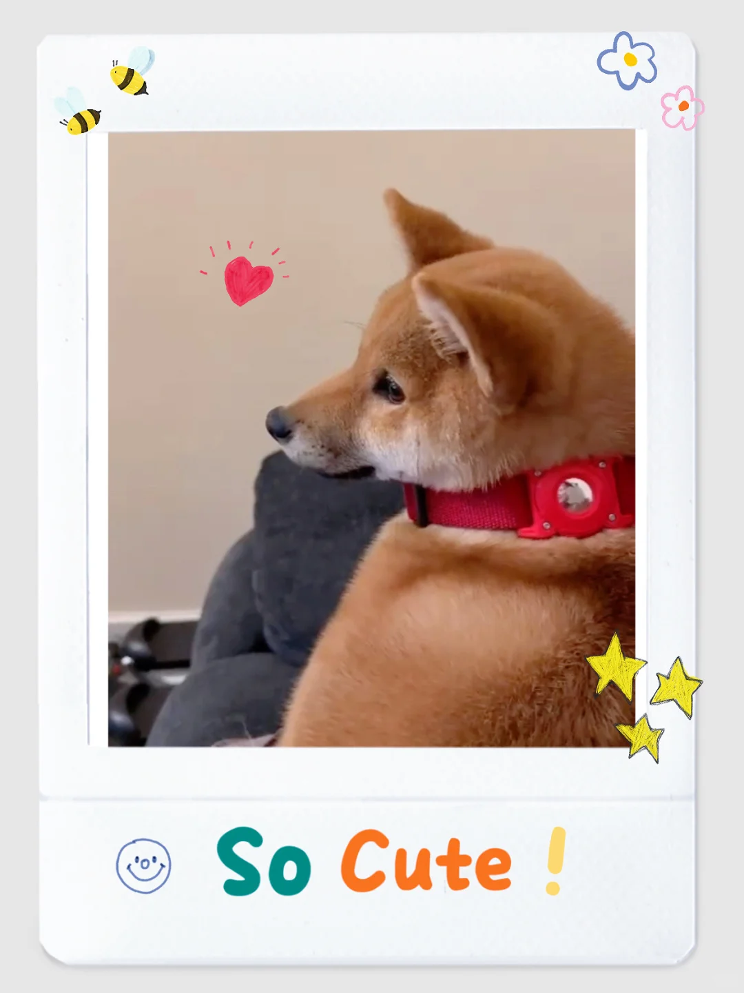 東京赤柴犬Minato 落户旧金山
