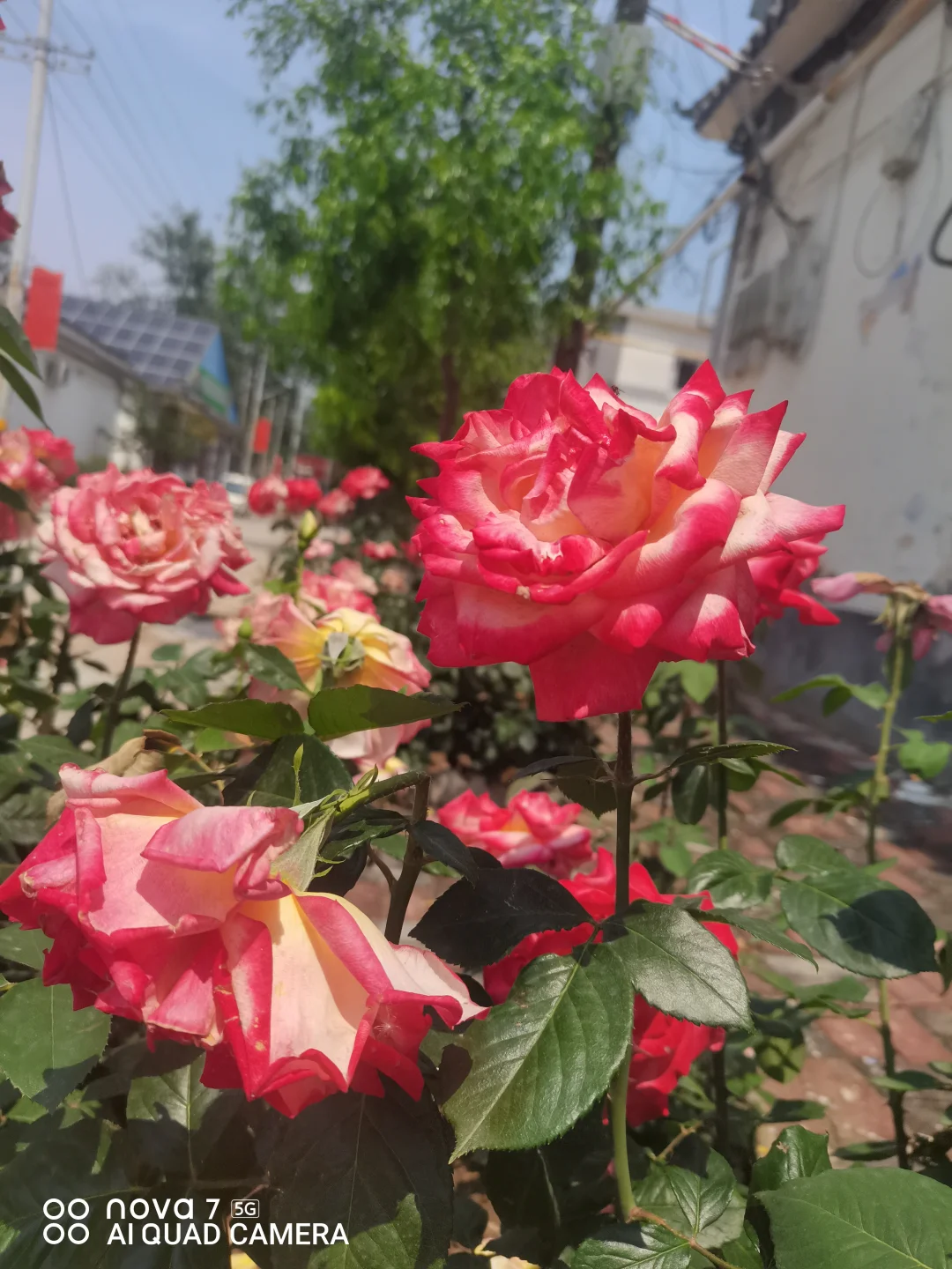 好娇艳的花儿