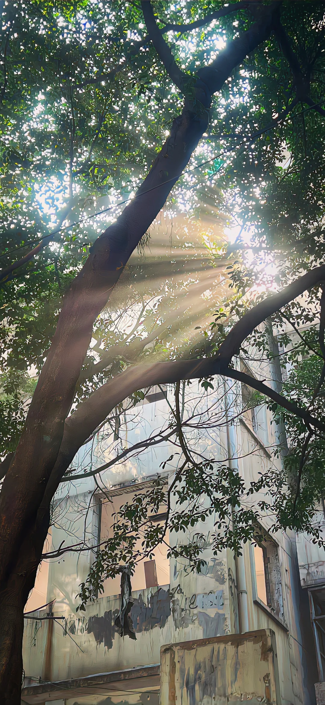 壁纸𝙬𝙚𝙘𝙝𝙖𝙩｜春和景明🌳