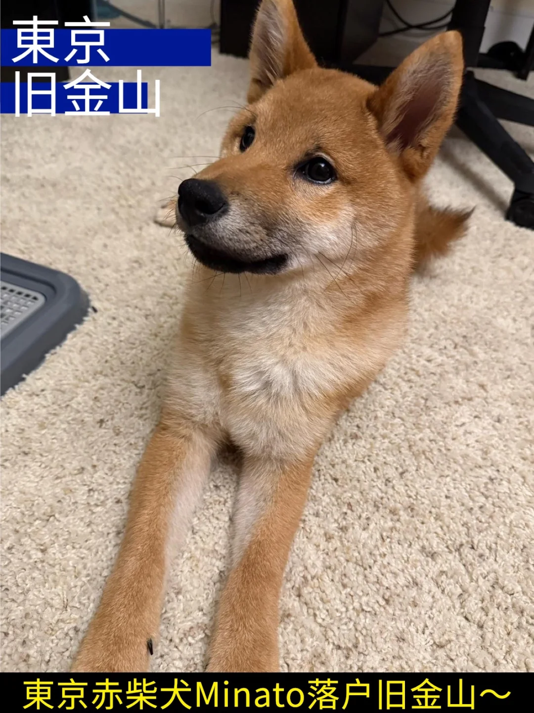 東京赤柴犬Minato 落户旧金山