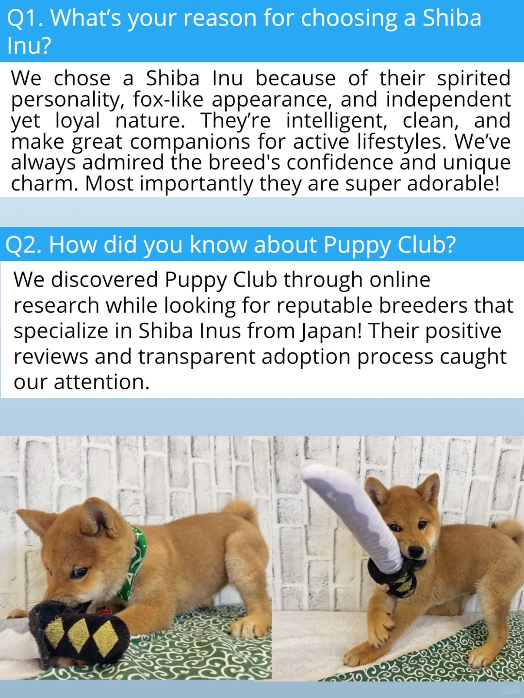 東京赤柴犬Minato 落户旧金山