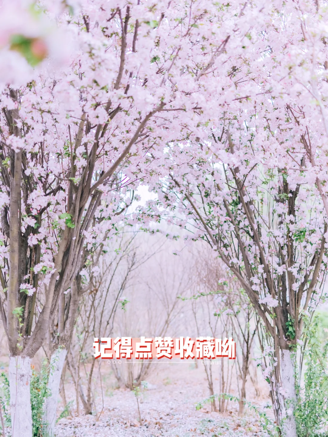 日系jk制服樱花写真🌸邯郸樱花拍照地分享