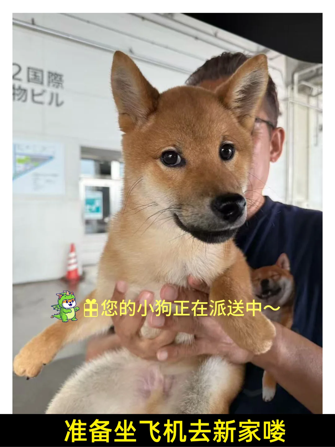 東京赤柴犬Minato 落户旧金山