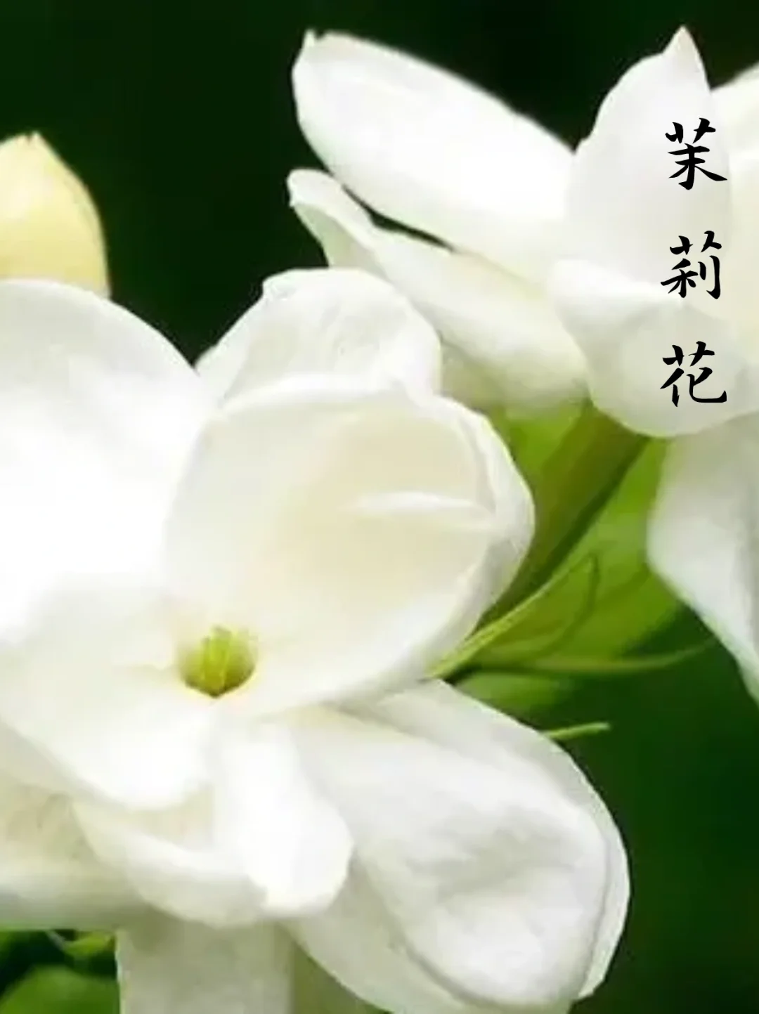 💐云南的花也能吃？吃货们快来看看！