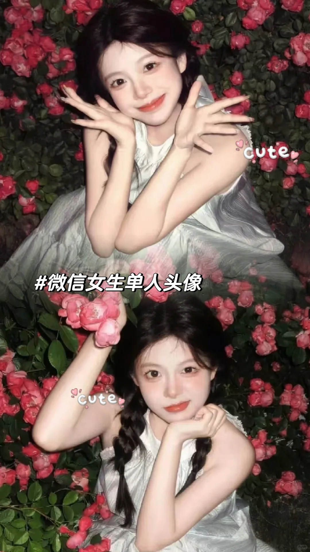 夜拍蔷薇花墙真的很绝！|女生单人头像