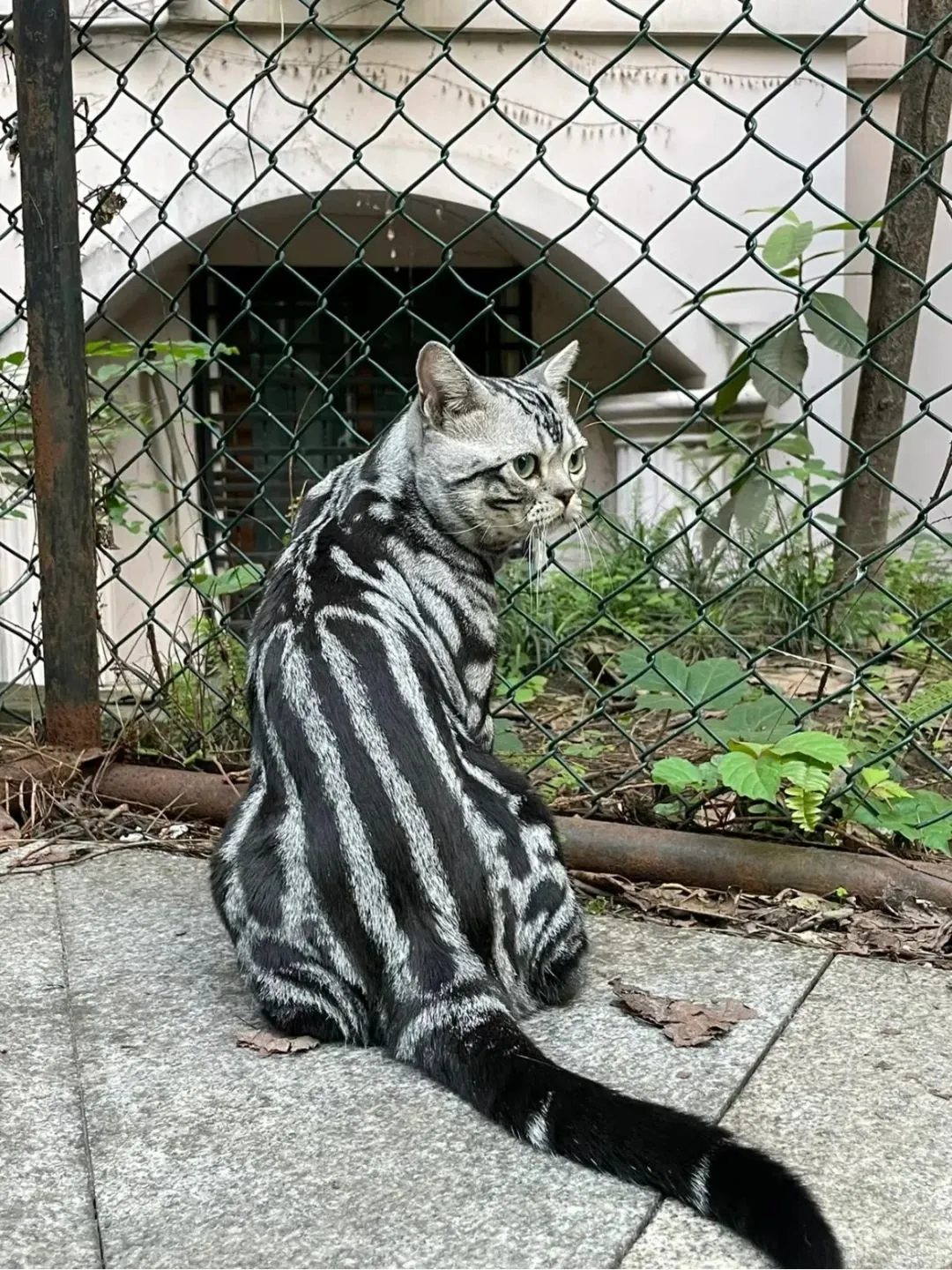 虎斑猫都很丑？姐妹们上图！