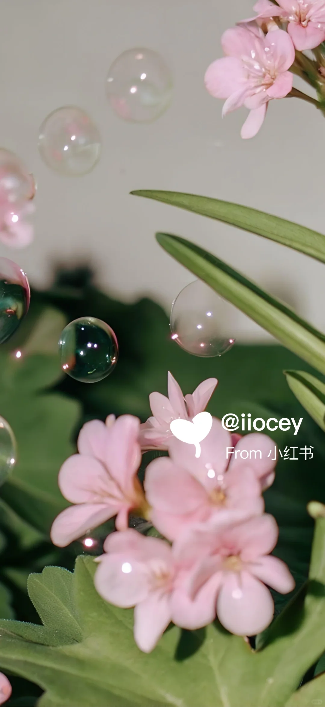 夏日晚香｜Mood｜情绪壁纸