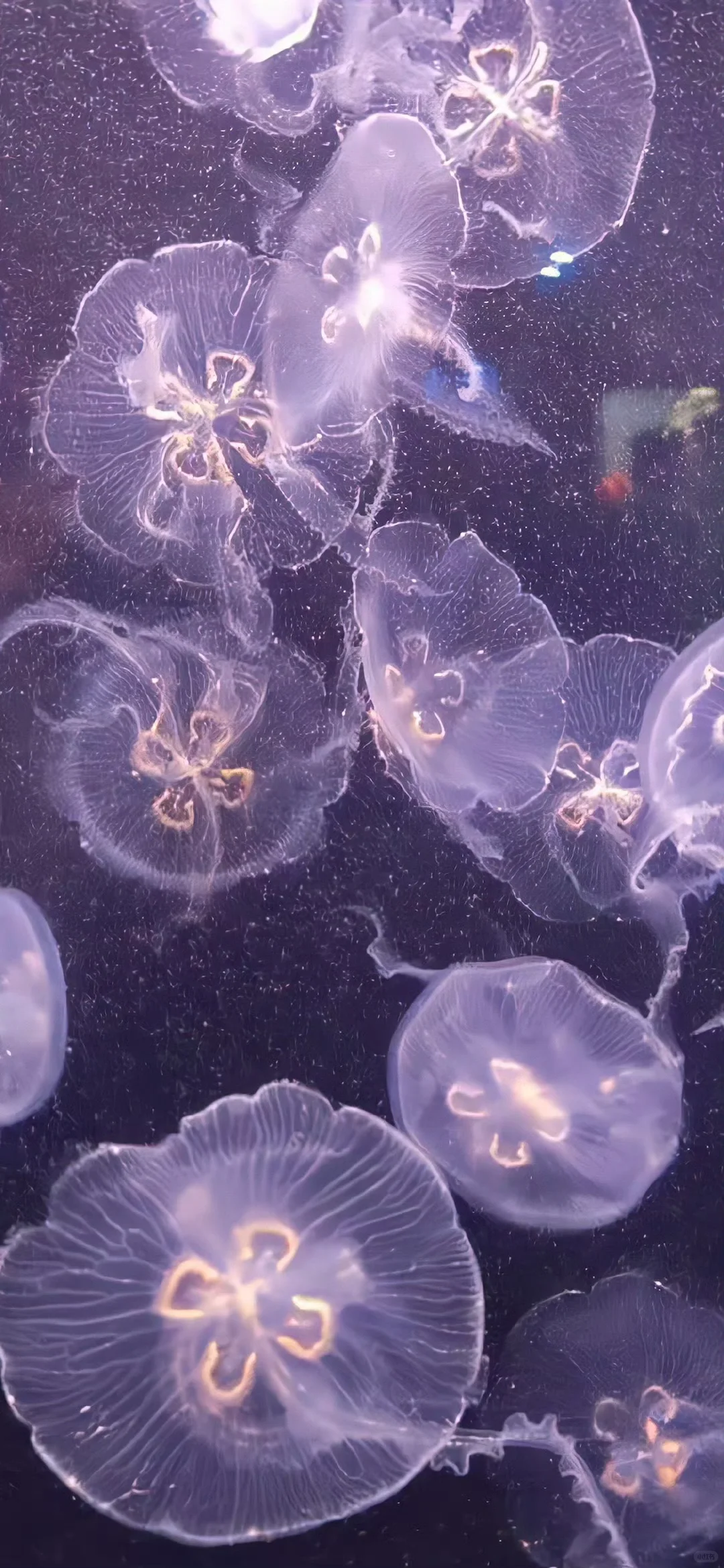 𝙎𝙃𝘼𝙍𝙀 💜｜超赞的紫色系壁纸