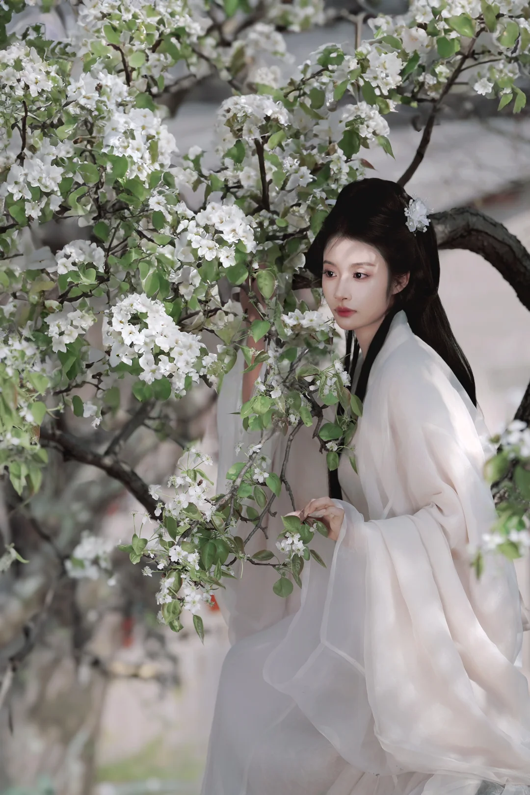梨花自带清冷感，可惜到晚了，明年早点去拍