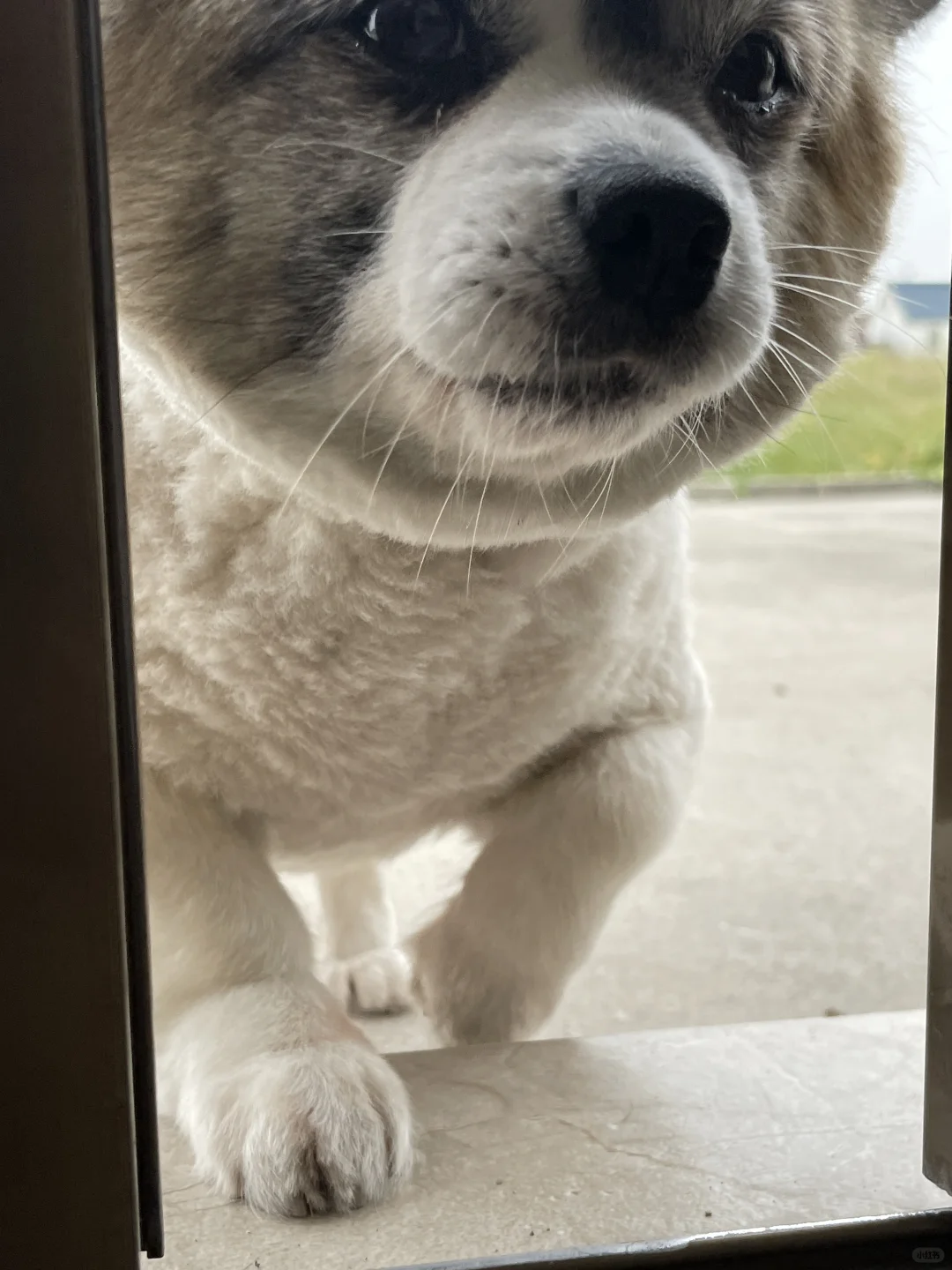能干的小狗会自己开门😶‍🌫️