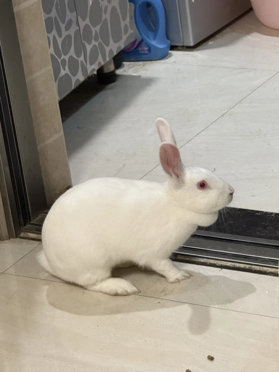 我家🐰的美照❤️