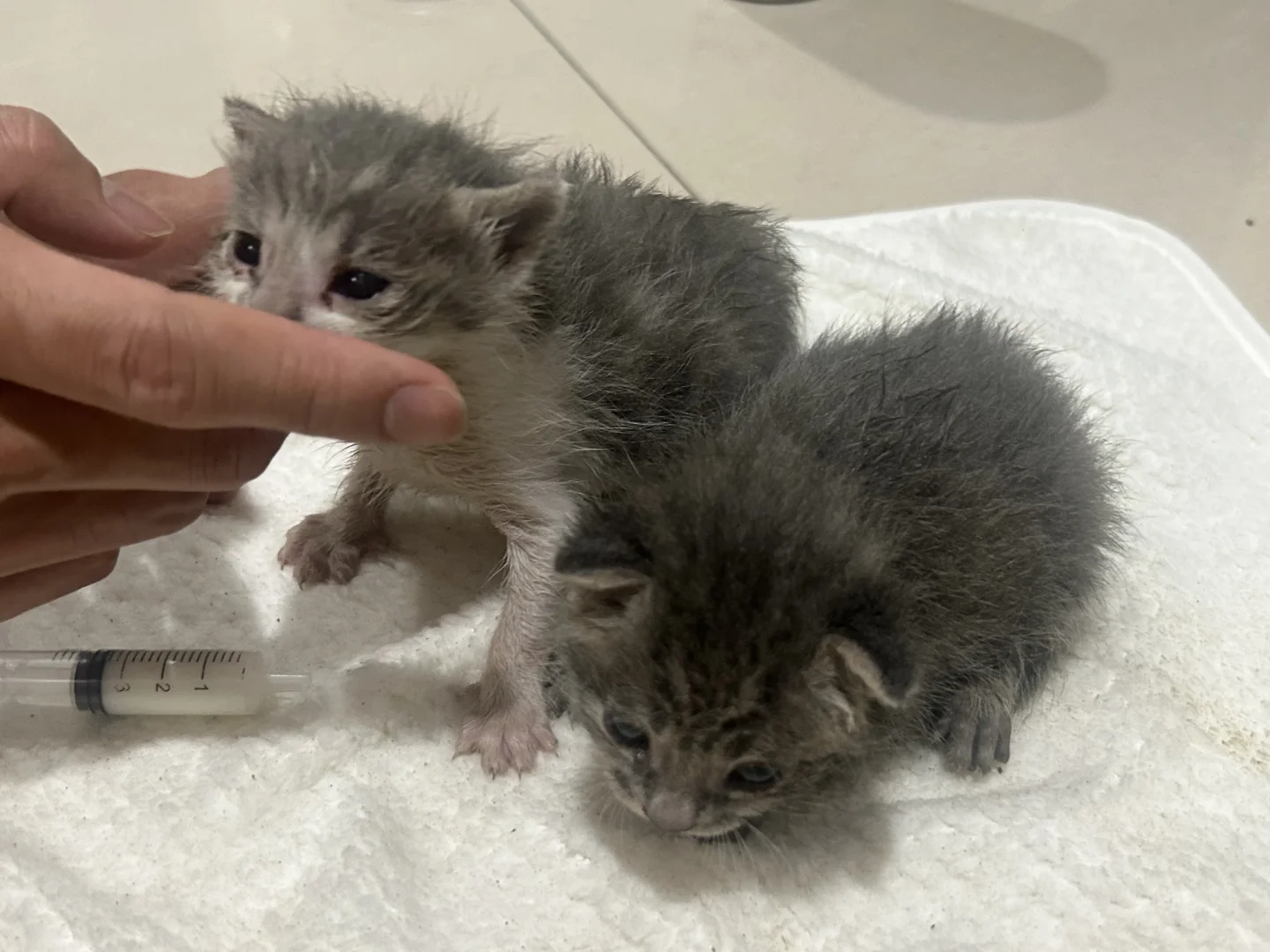 杭州小猫找领养