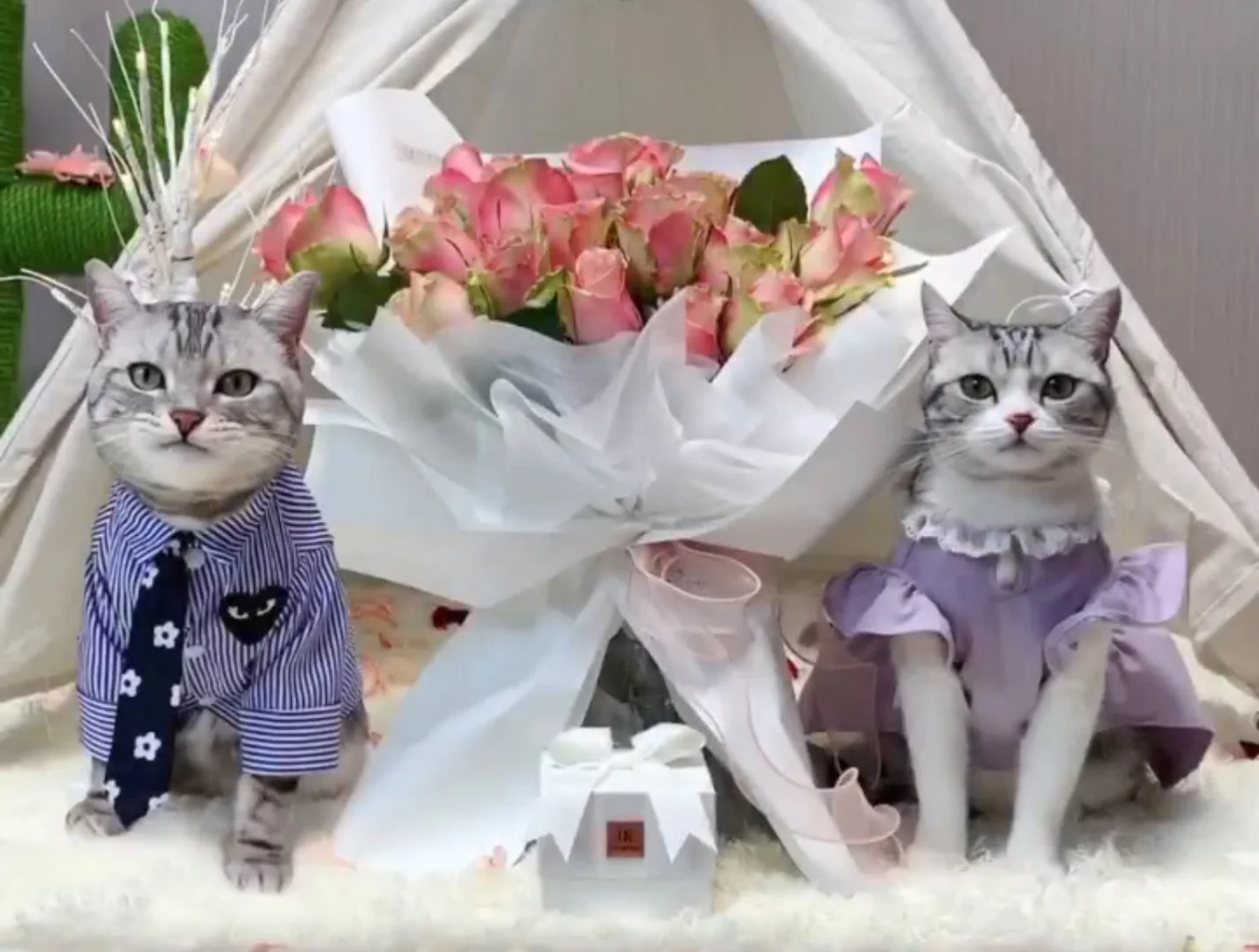 我是铁粉🐱🐱🐱