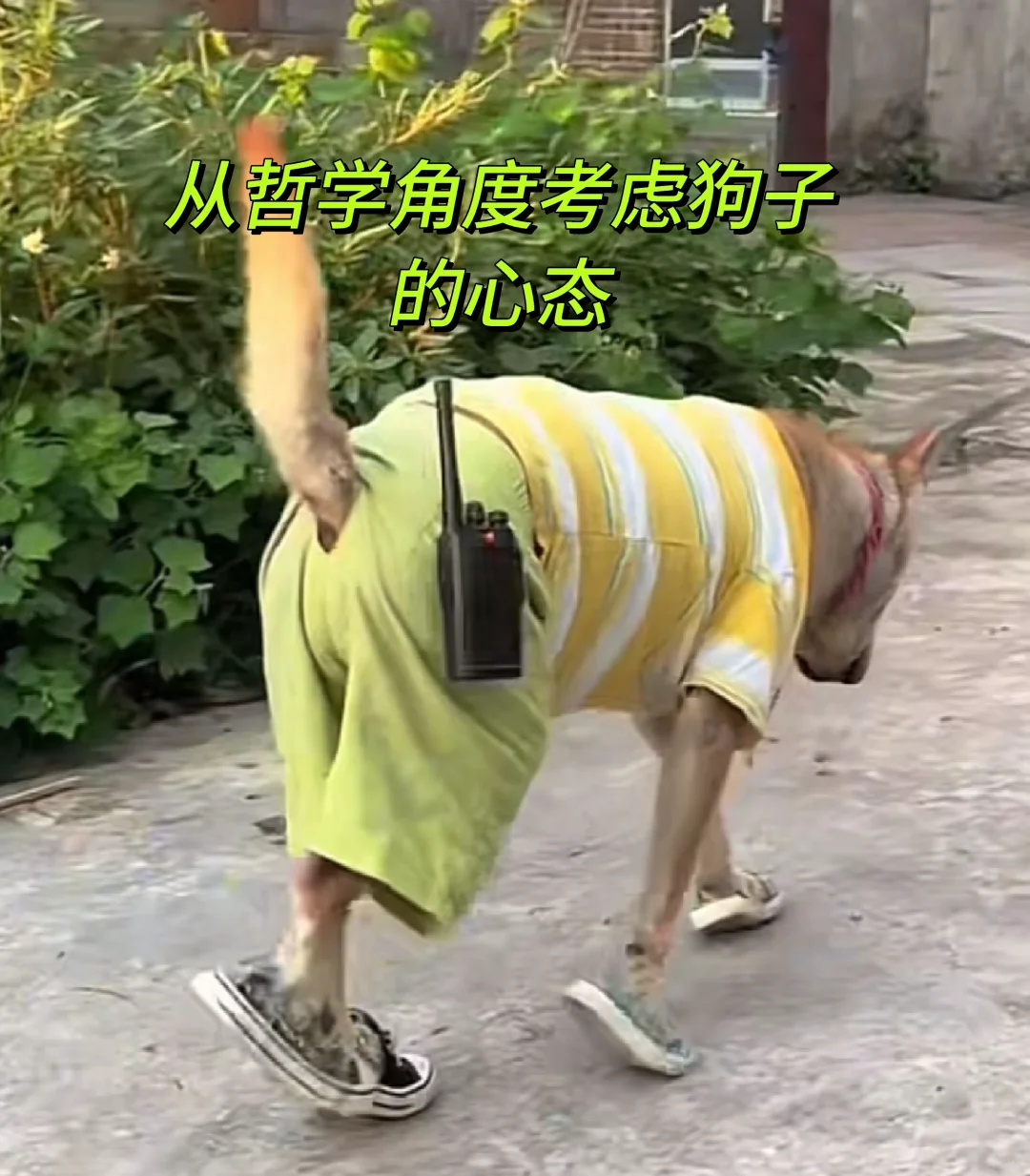 鸡足山隐居修行攻略之，出门遛狗增加抵抗力