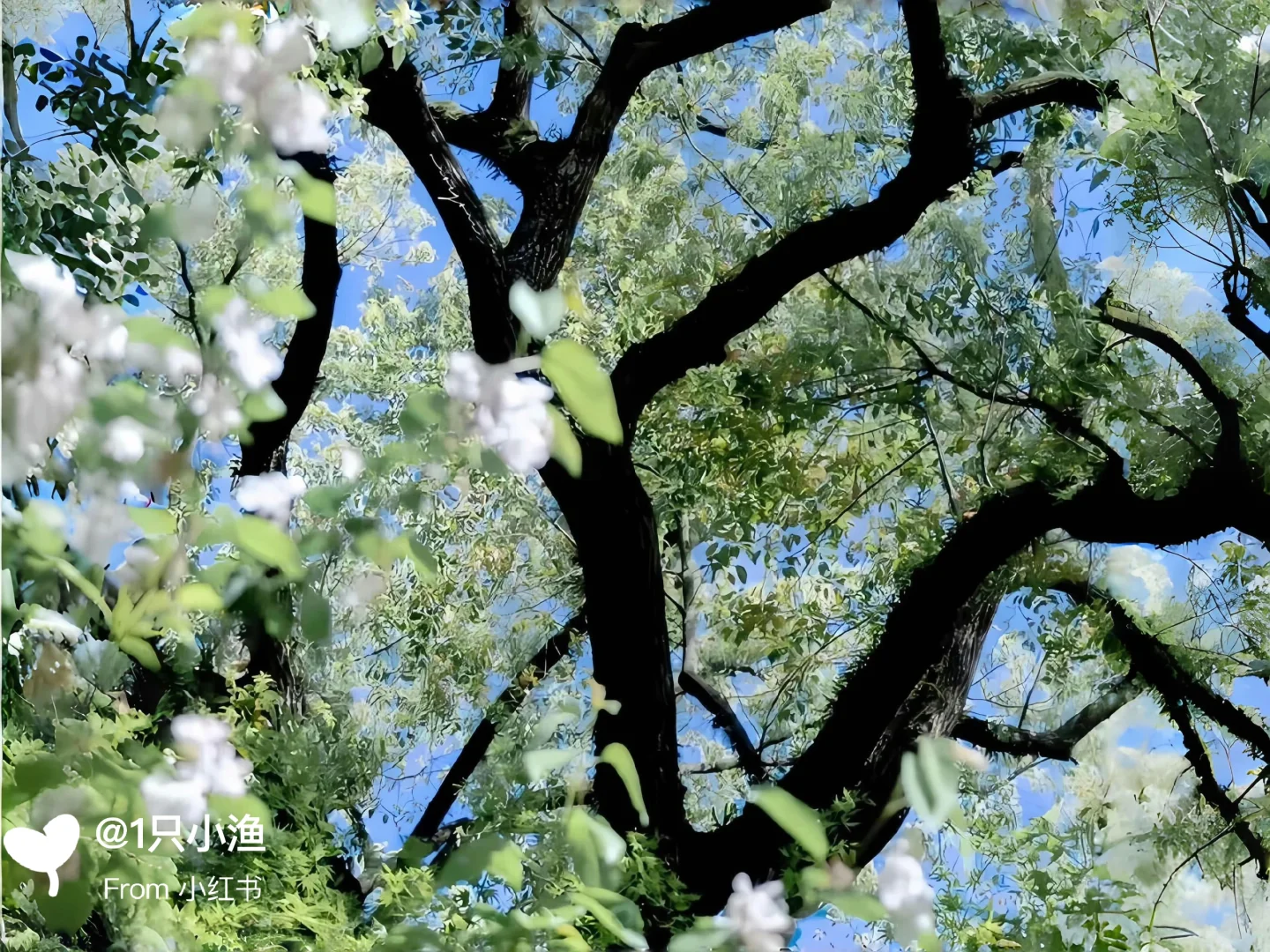 🌲 | 超有生命力的一组iPad壁纸🦋🦋