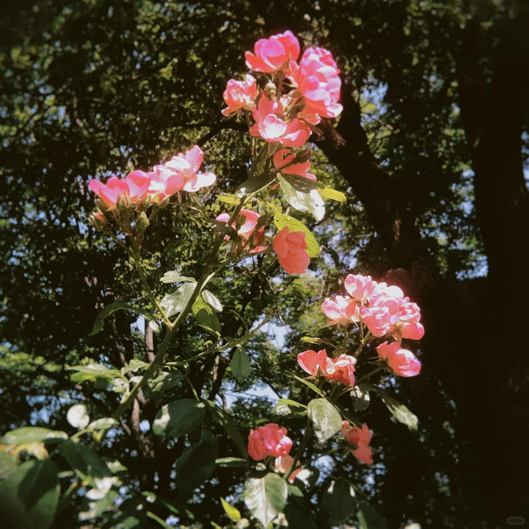 翁美玲·花影流年|如春天的花一般娇艳